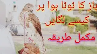 complete method that how to to repair the feathers of birds of prey|| art of falconry