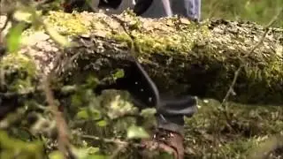 OREGON PowerNow Tools 40V MAX Chainsaw Cutting Montage