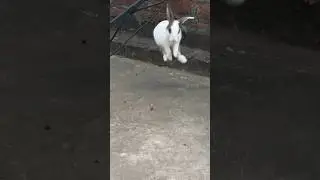jumping baby rabbit 🐰 #babyanimal #babyrabbit