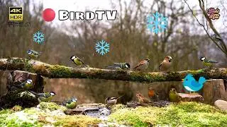 Cat tv😻Snowfall at Birdfeeder for all pets to watch🐦📺4K HDR ♫ 5.1