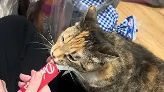 Лизательный марафон Тигги и шумный новый друг Сквики!