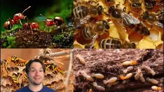 Behavior - Insect Sociality