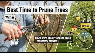 TOP 5 Best Time To Prune Trees 2026 | Don't Touch Your Trees Until You Watch This!