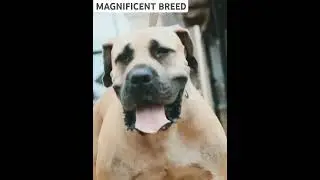 SOUTH AFRICAN MASTIFF #boerboels #breed #massive #bigdog #mastiff #hugedog #viralshorts #viralreels
