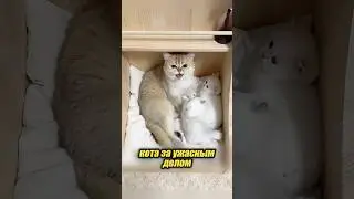 Коты - так себе отцы для котят 🥲😂