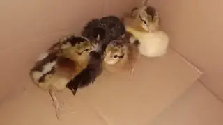 Uber duck ai test of diesel 10 language