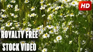 FREE Stock footage of blooming daisies in the field