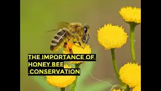 The Importance of Honey Bee Conservation and Protecting Our Precious Pollinators
