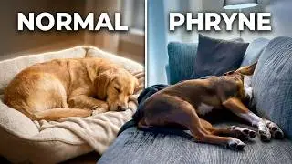 Phryne the Couch Potato: The Most Awkward Sleeping Position Ever!