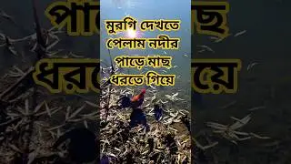নদীতে মাছ ধরতে গিয়ে নদীর পাড়ে মুরগি দেখতে পেলাম #shortvideo #shorts #short #fishing #foryou #viral