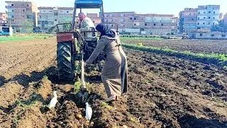 الجلتيكا وجمال الجلتيكا البطاطس جلها هبوط في الأسعار مش هتصدقو احنا بنعبي النهرده والسعر كام