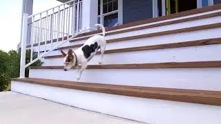 Sparky imagines himself in a Main Street Homes Yard.