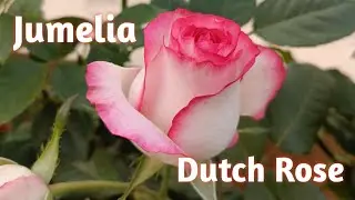 Jumelia rose #rose #htrose #flowers