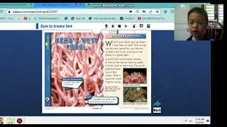 3. Bird's nest coral.