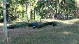 Pavo muticus border conflict Golden Triangle Northern Thailand