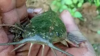 देसी मागूरा स्वादिष्ट मछली#bigfishcatch #मांगुरा#मछली कैसे पकड़ते हैं