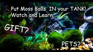 Marimo Moss Balls unboxing and care, how to put them in your tank Pet Moss!