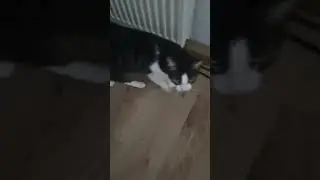 😼Leia wieder eifers&uuml;chtig🙀 #katze #katzenliebe #katzenvideos #cat #cats #shortvideo #shorts #short