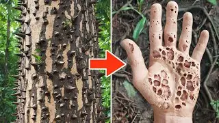 Top 10 Most Dangerous Trees in the World