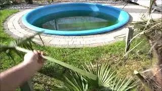 Wykopanie palmy z gruntu, kosmetyka PALMY🌴