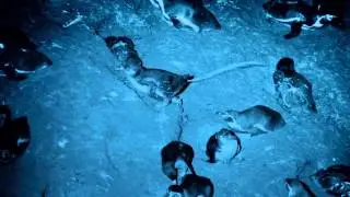 Nightvision Penguin Projectile Pooping