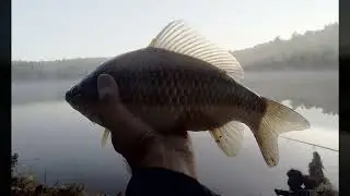 карасик