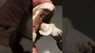 Agaricus bresadolanus A TOSSICIT&Agrave; INCOSTANTE - Pillole di Micologia Giacomo Jack Ispettore Micologo