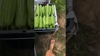 Test organic fertilizer from Bolong compost tank