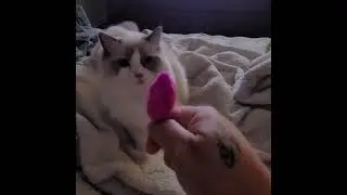 Fetch