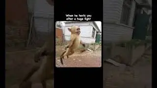 #relationship #couplememes #monkey #love