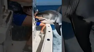 POV: You are a woman lost in the sea, and a shark bites your leg #shark #fishing #ai #pov #attack
