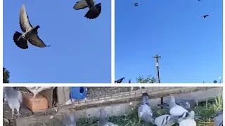 Out & about in the wind ... Pigeon racing with TFB ELLIS