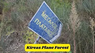 Kireas River &ndash; Exploring the Ancient Plane Tree Forest of Evia, Greece (&Pi;&lambda;&alpha;&tau;&alpha;&nu;ό&delta;&alpha;&sigma;&omicron;&sigmaf; &Kappa;&eta;&rho;έ&alpha;)