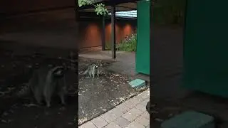 Cautious Mom & Baby Raccoon