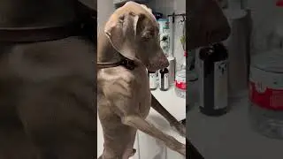 Funny Dog Can't Wait for Popcorn 🍿🤣 #dog #funnydogs #DogShorts
