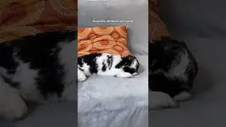 Kahu #bestfriend #petlover #pets