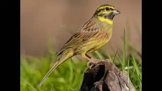 Cirl Bunting Emberiza Cirlus