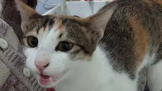 नमस्ते दोस्तों 🙏 welcome cute cat video