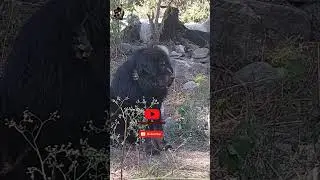 Pure Bhotia dog puppy लेने के लिए संपर्क करें mobile no - 9520224626