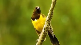 Beautiful Yellow-rumped Marshbird &ndash; Sounds (Pseudoleistes guirahuro) Chupim do brejo