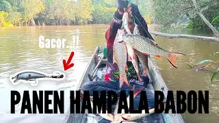 Umpan Gacor Untuk Casting Ikan Hampala Babon, Alhamdulillah Langsung Panen