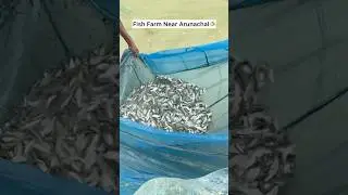Best Fish Farm / Fishery In Assam, Longding, Arunachal