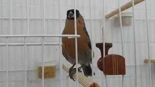 Bico de veludo ( filhotes)