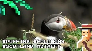Staffa with puffins, dolphins and seals - from Fionnaphort - Three Isles Tour - Part 2