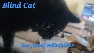 Blind Cat finds Milkshakes #funtasticfriday @CreativeMoments92‬@Stefslilfarm‬‪@livingmybestlife9697‬