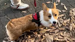 ウッキウキでお散歩するコーギー