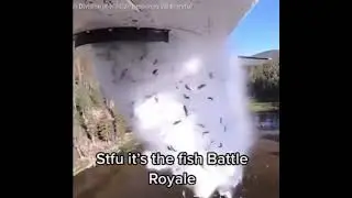fish battle royale meme