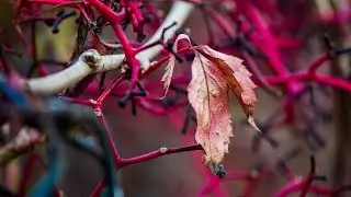 A month of photoglory - tribute to Autumn 2020
