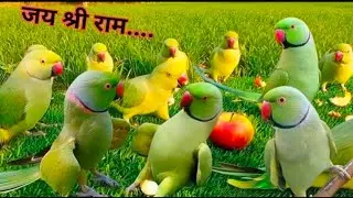 Parrot Sound | Parrot Videos | Parrot Voice | mitthu mitthu | मिट्ठू की आवाज़ 