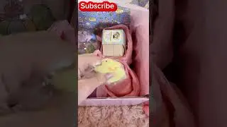 KAWAII SLIME COMPANY UNBOXING SLIME AND FIDGETS #asmr #slime #kawaiislimecompany #unboxing #kawaii